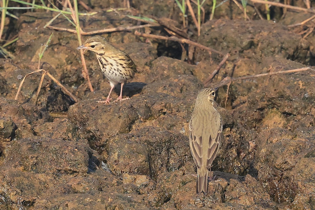 Бөртөт шийхнүүхэй - ML645778678