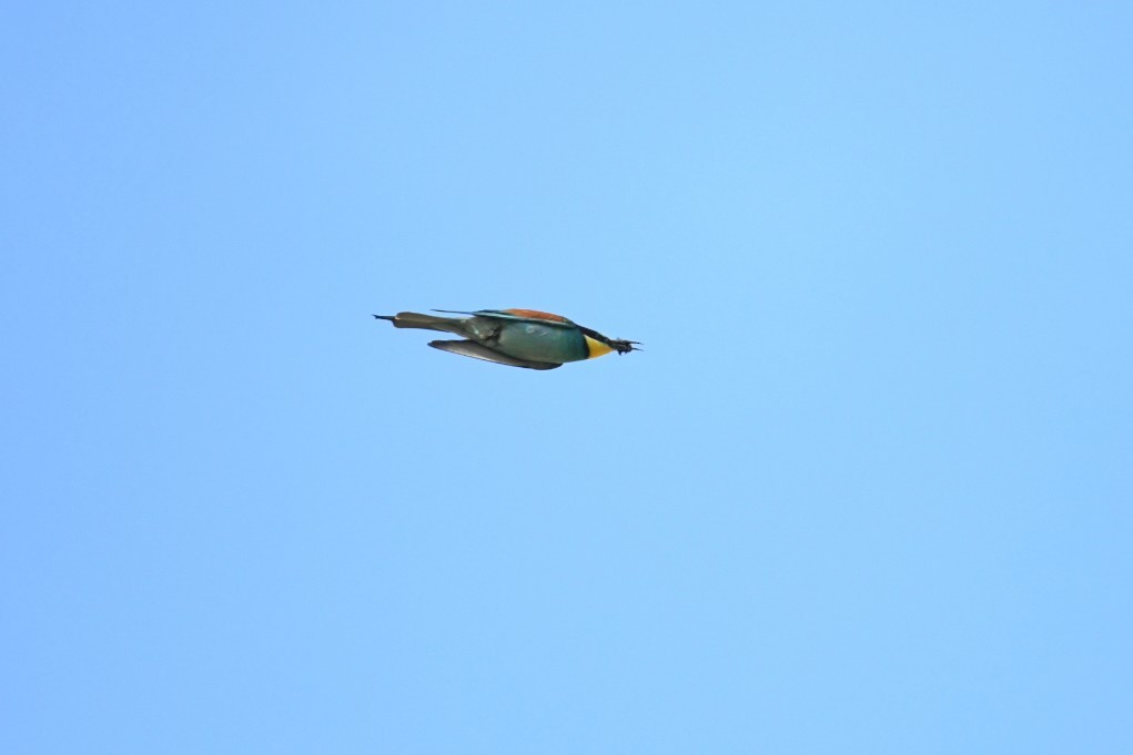 European Bee-eater - ML645778680