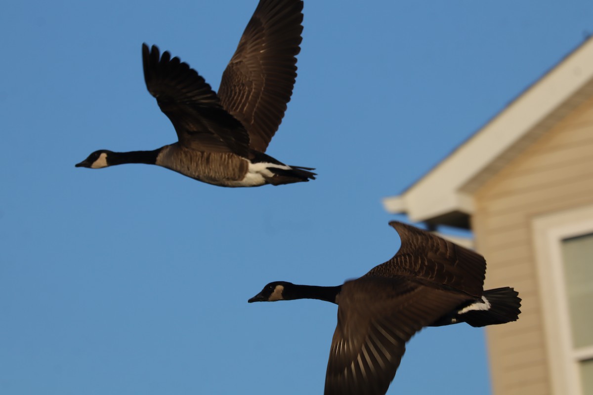 Barnacla Canadiense Grande - ML645778681