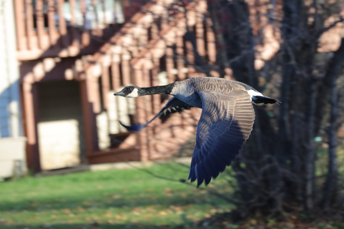 Barnacla Canadiense Grande - ML645778682