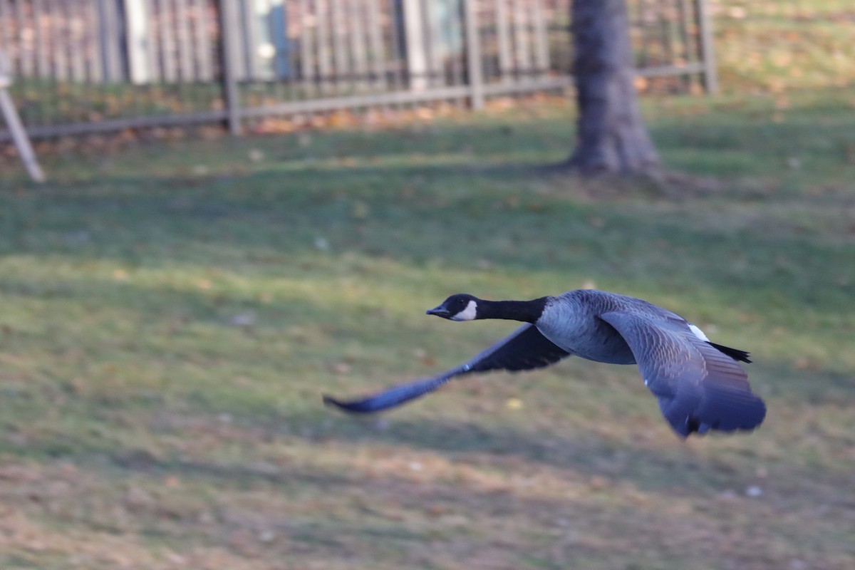 Barnacla Canadiense Grande - ML645778683