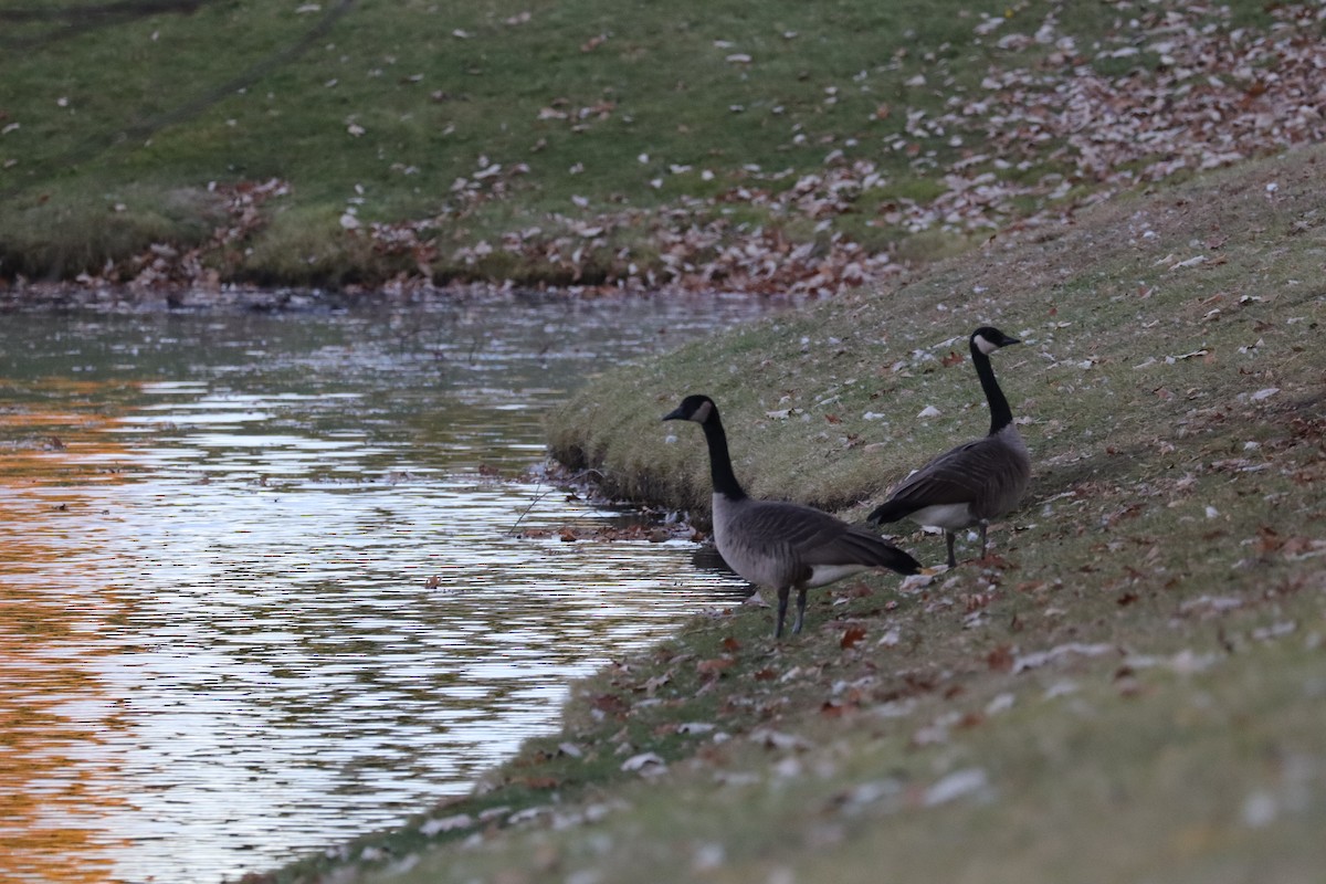 Barnacla Canadiense Grande - ML645778684
