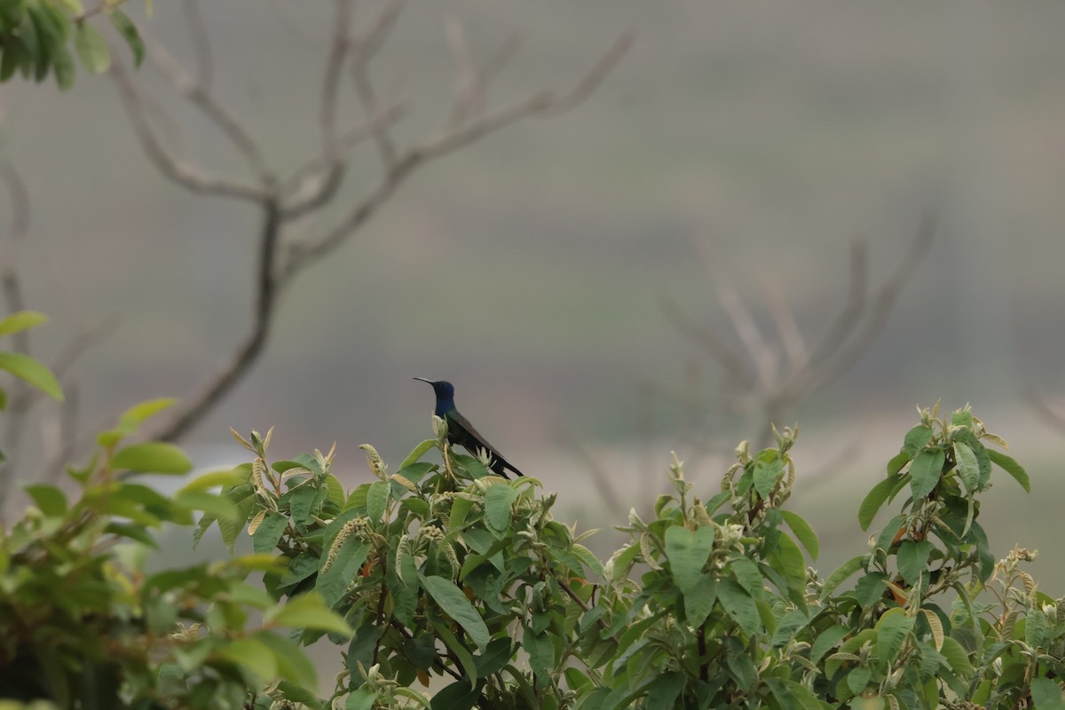 Gabelschwanzkolibri - ML645778687