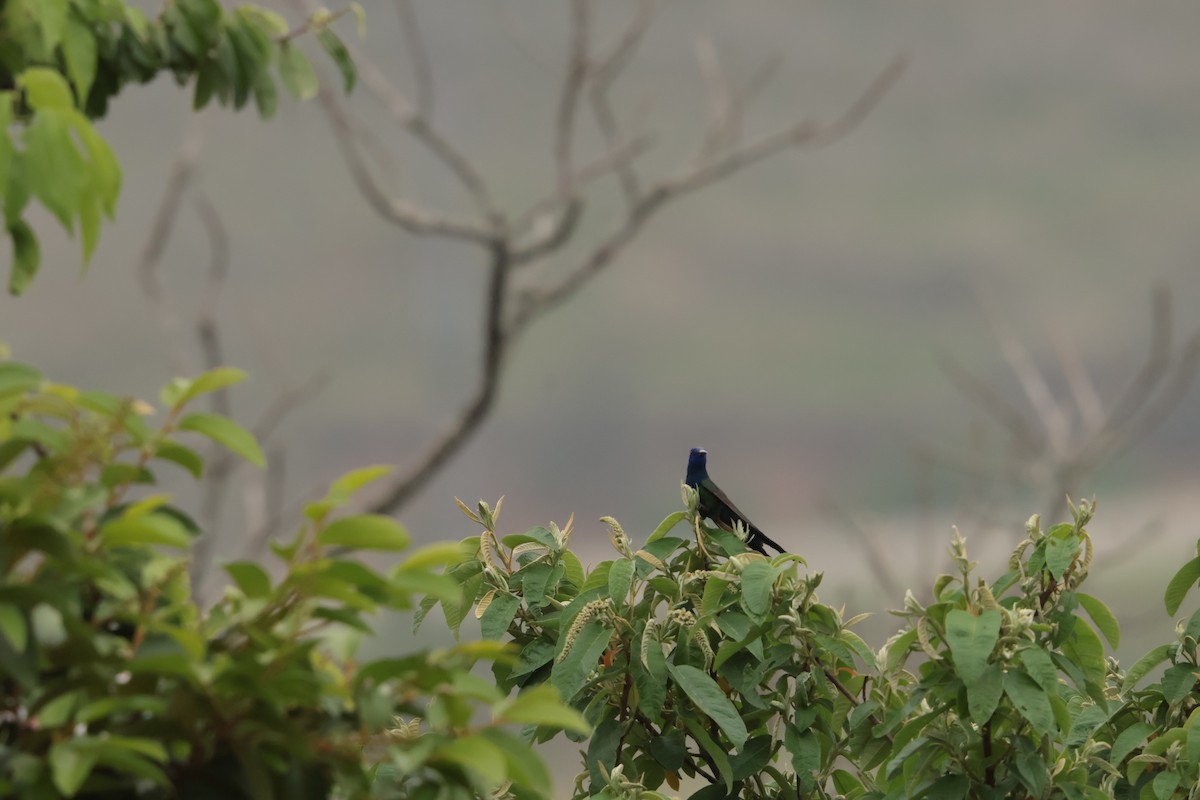 Gabelschwanzkolibri - ML645778688