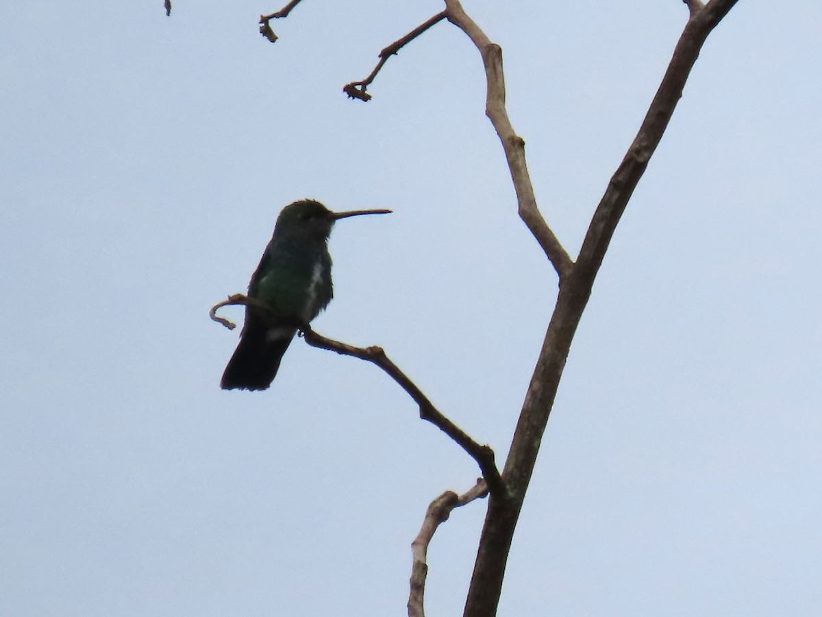 Glittering-throated Emerald - ML645778695
