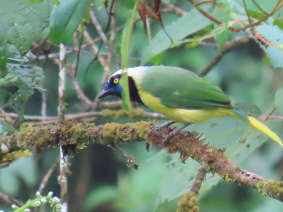 Green Jay - ML645778710