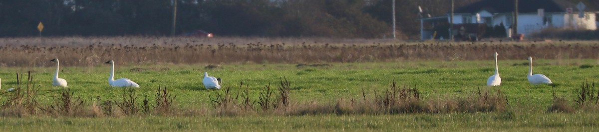 Trumpeter Swan - ML645778713