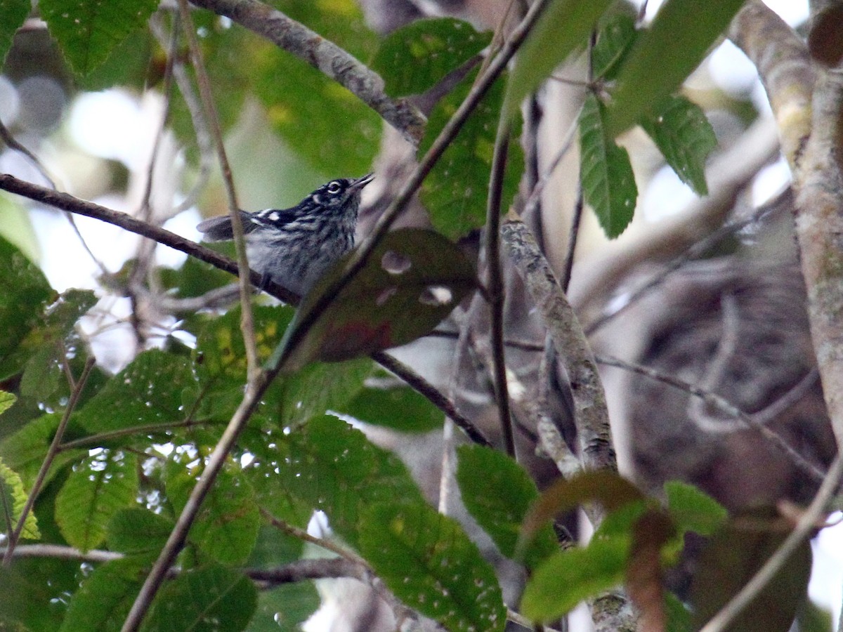 Elfin-woods Warbler - ML645778721