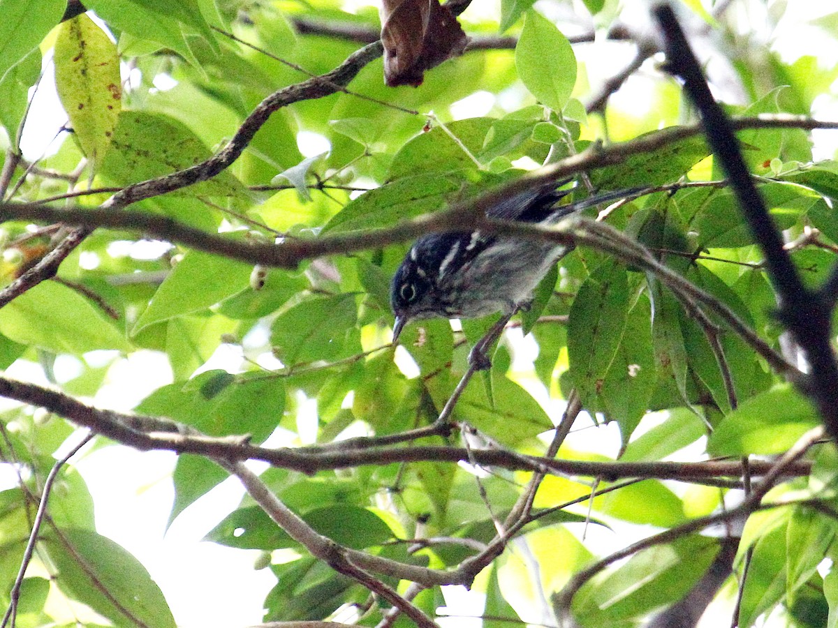 Elfin-woods Warbler - ML645778722