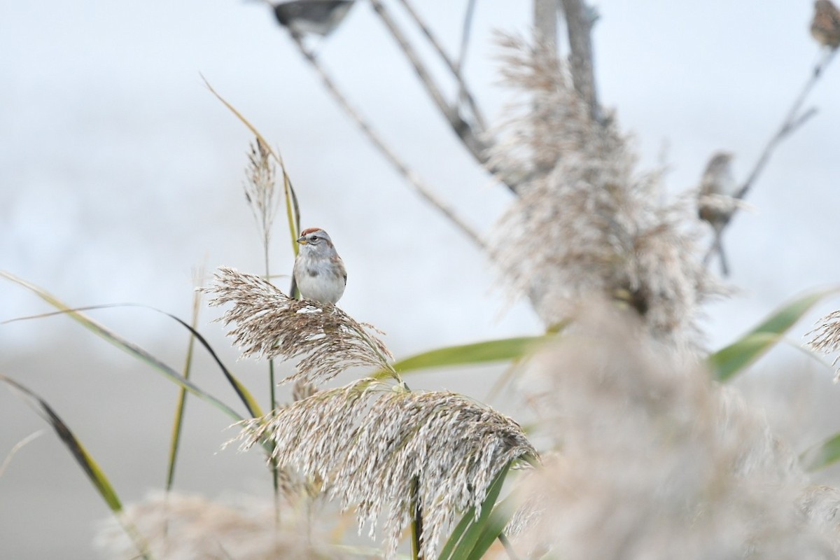 American Tree Sparrow - ML645778724