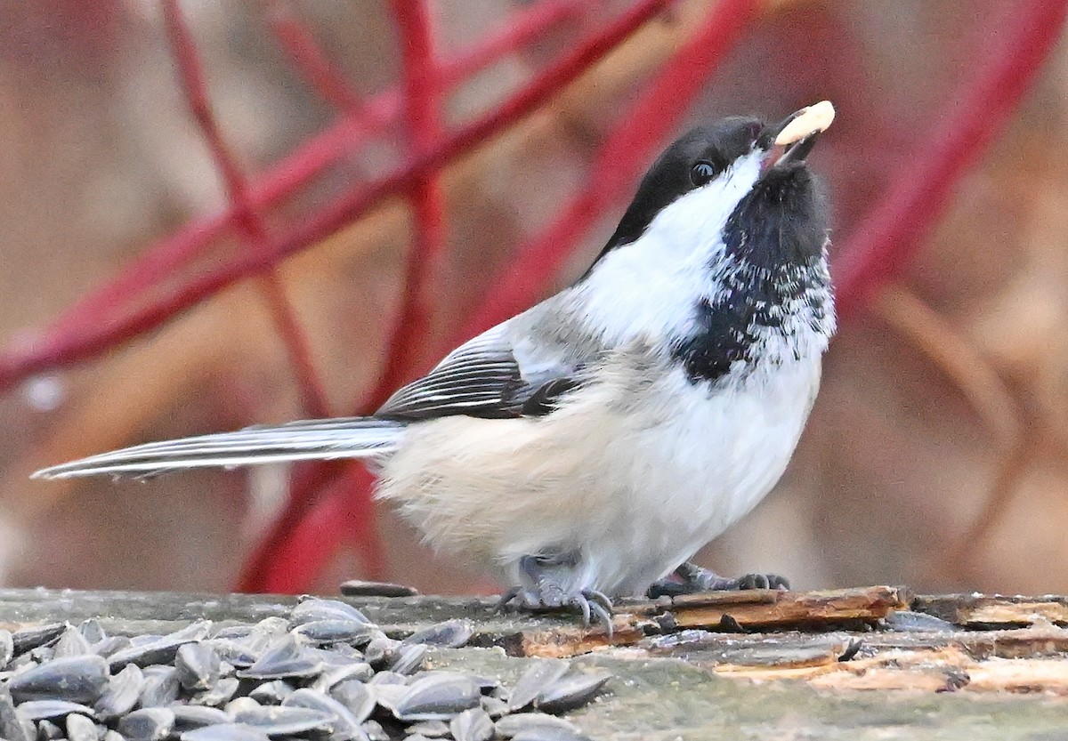 Гаїчка світлокрила - ML645778726