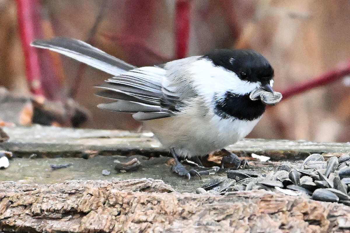 Гаїчка світлокрила - ML645778729