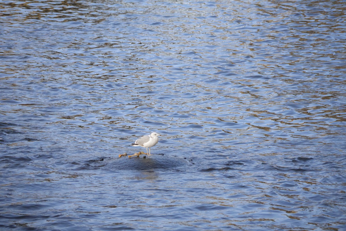 Caspian Gull - ML645778739