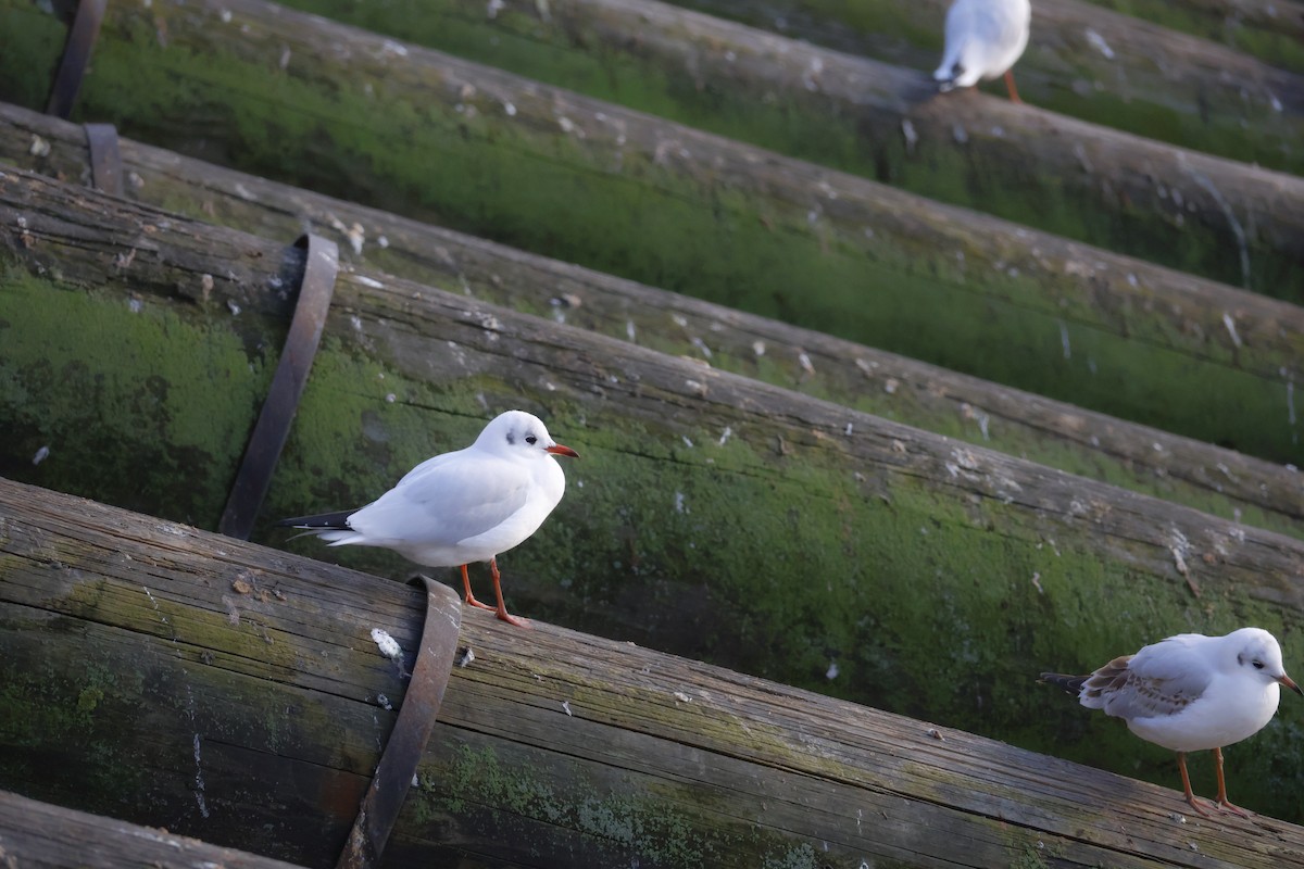 Black-headed Gull - ML645778741