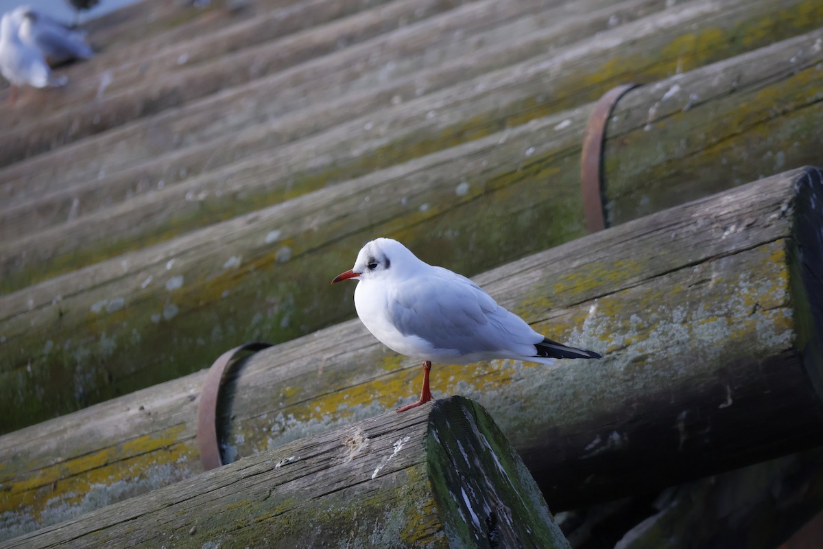 Black-headed Gull - ML645778742