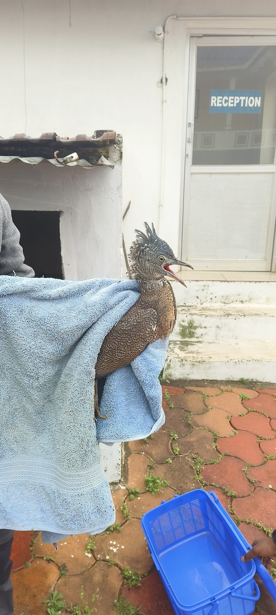 Malay Gece Balıkçılı - ML645778743