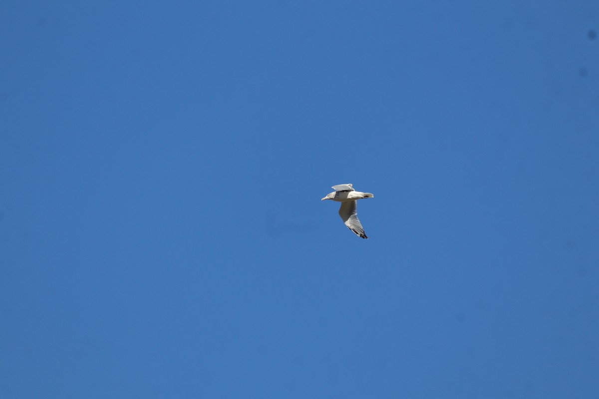 American Herring Gull - ML645778744