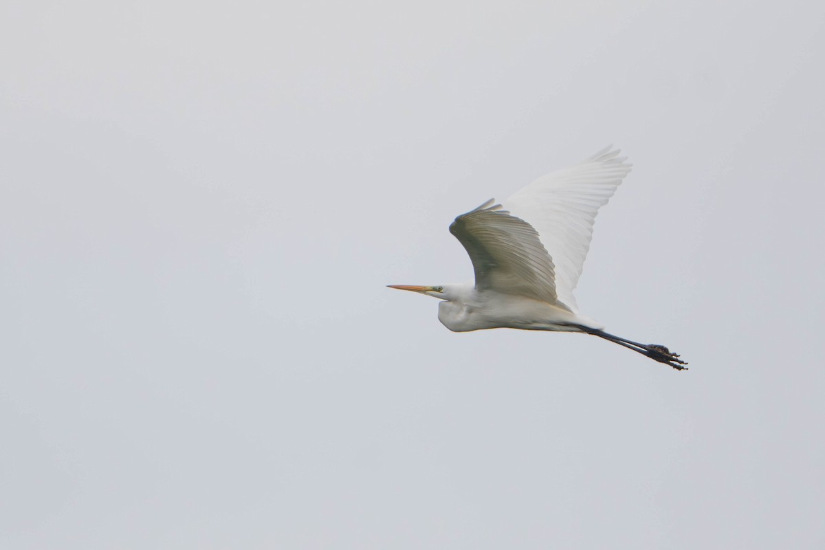 Great Egret - ML645778745