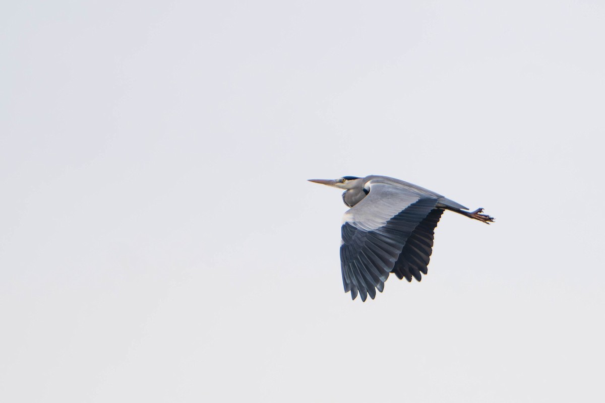 Gray Heron - ML645778746