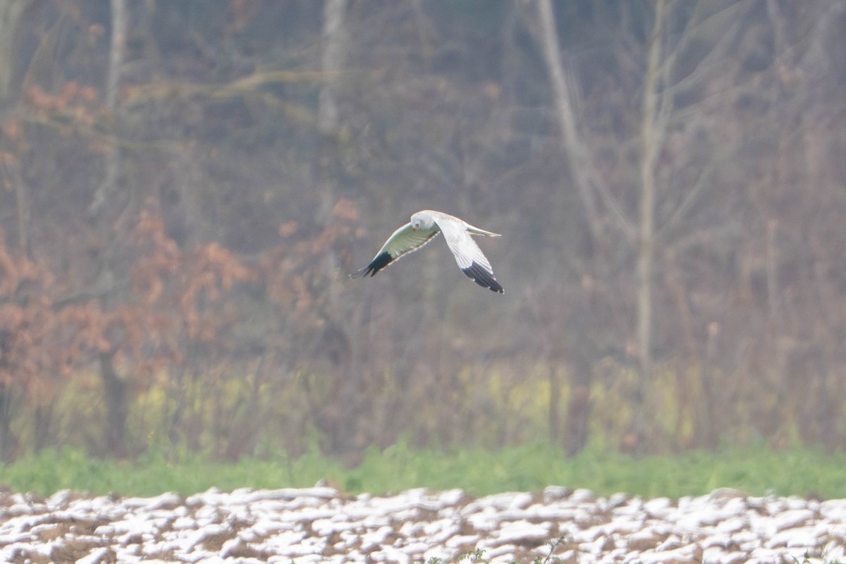 Hen Harrier - ML645778748