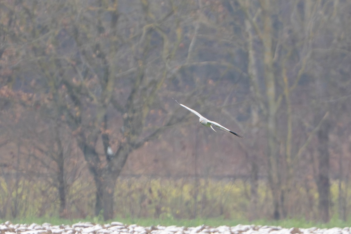 Hen Harrier - ML645778749