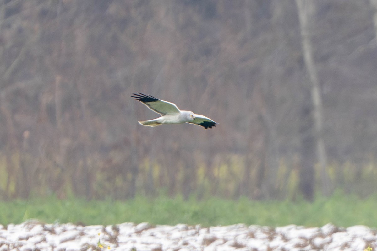 Hen Harrier - ML645778750