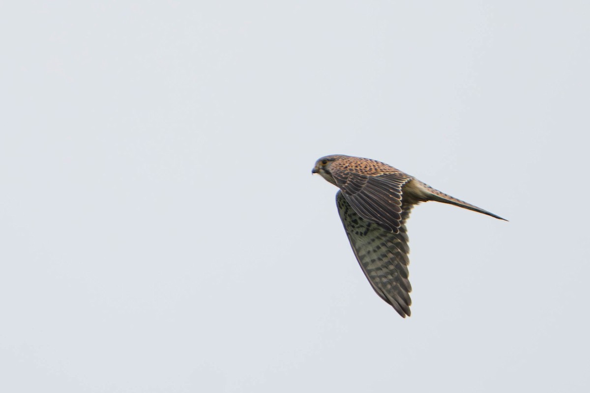 Eurasian Kestrel - ML645778757