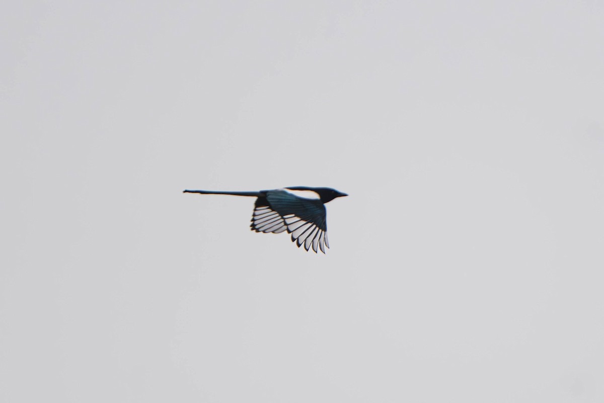 Eurasian Magpie - ML645778759