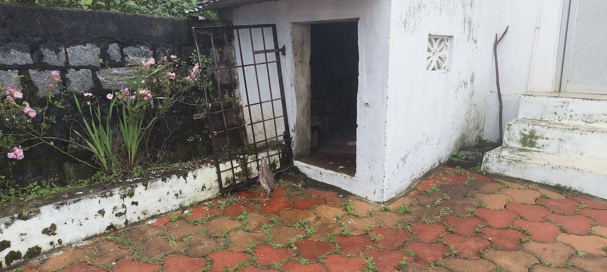 Malay Gece Balıkçılı - ML645778762