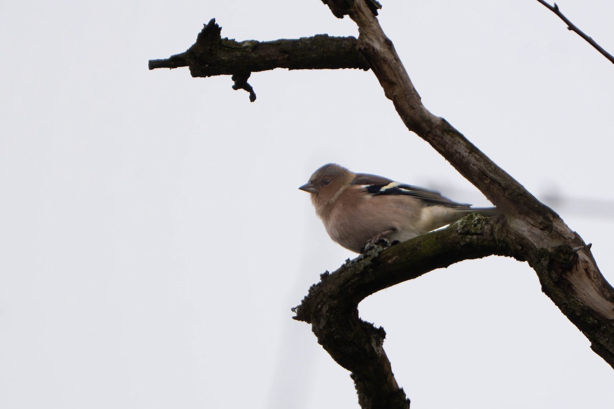 Common Chaffinch - ML645778763