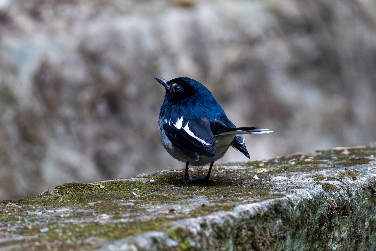 Oriental Magpie-Robin - ML645778767