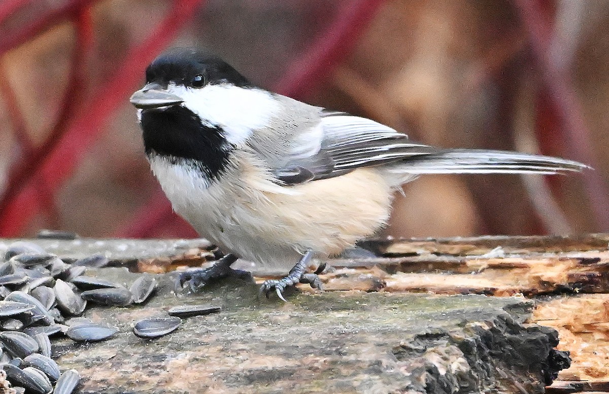 Black-capped Chickadee - ML645778768