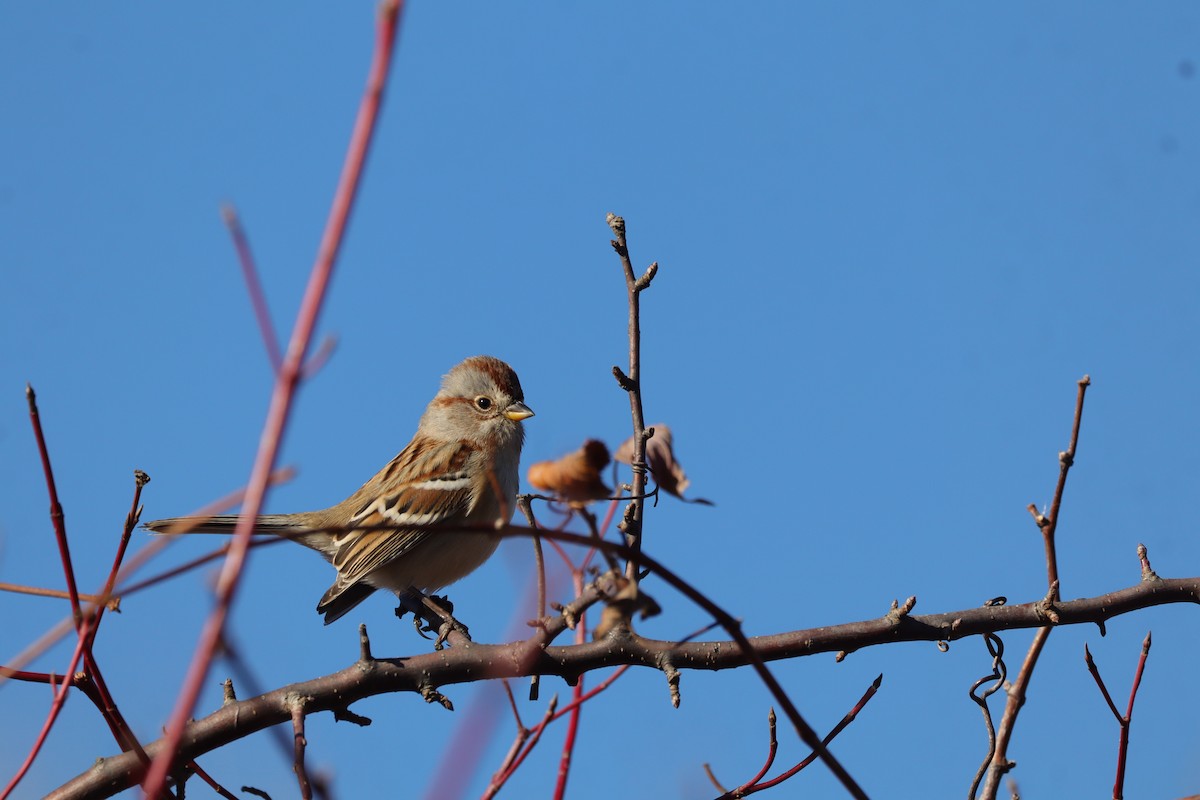 American Tree Sparrow - ML645778769