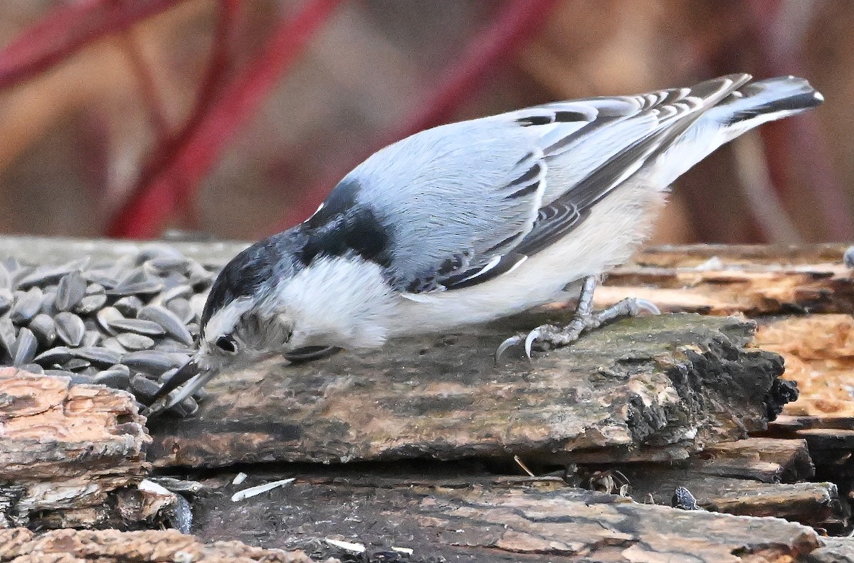 White-breasted Nuthatch - ML645778770