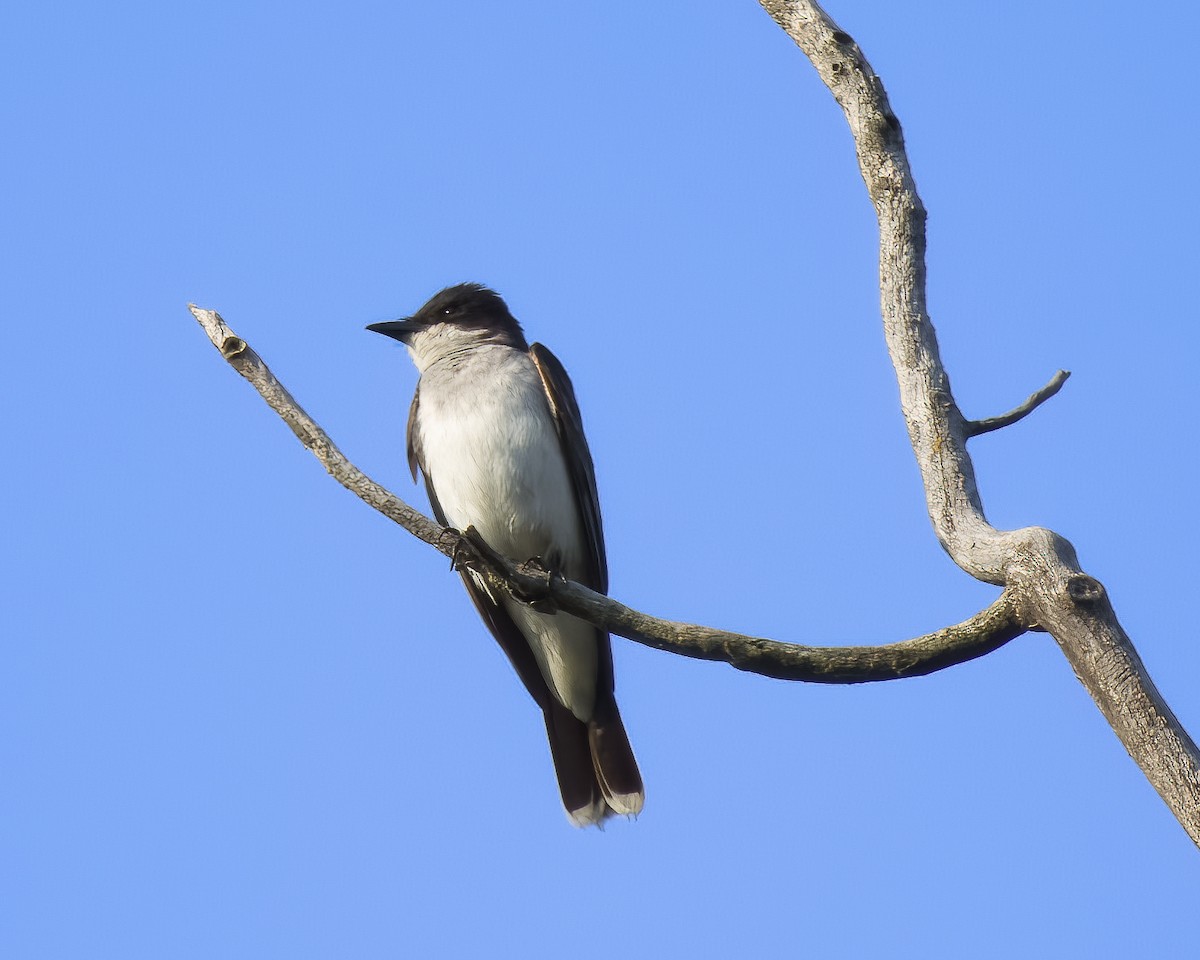 Eastern Kingbird - ML645778771