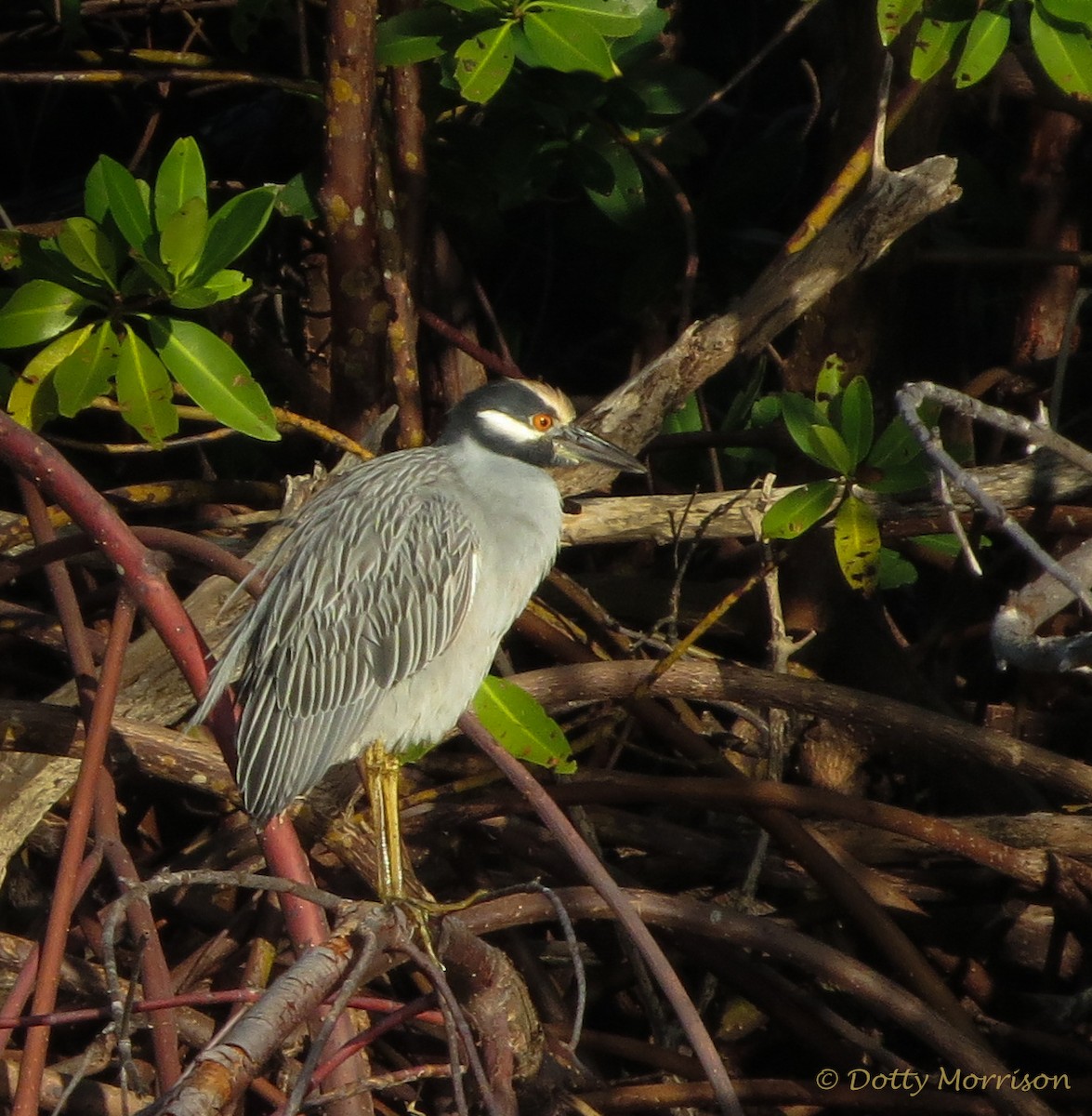 Yellow-crowned Night Heron - ML645778772