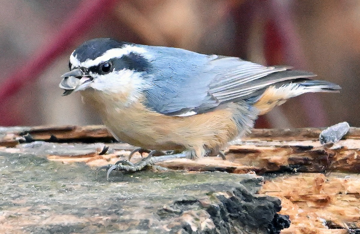 Red-breasted Nuthatch - ML645778773