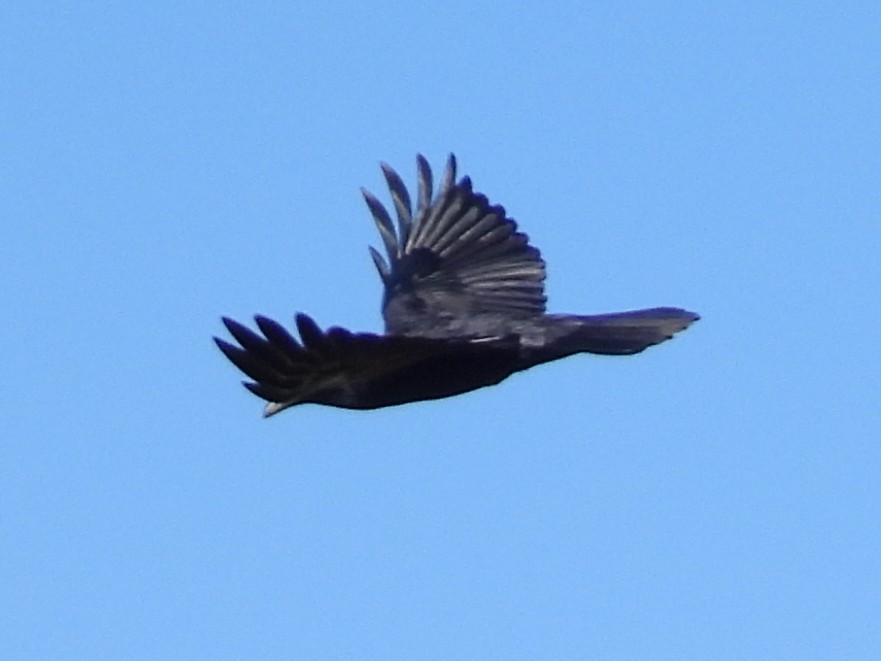 Common Raven - ML645778777