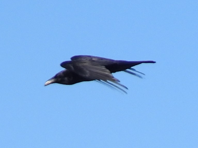 Common Raven - ML645778778