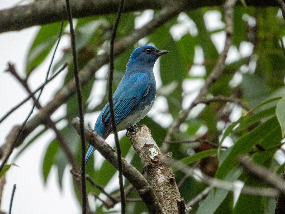 琉璃藍鶲 - ML645778779