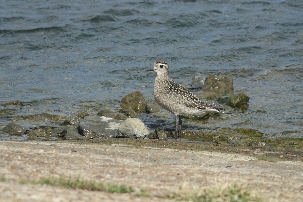 American Golden-Plover - ML645778780