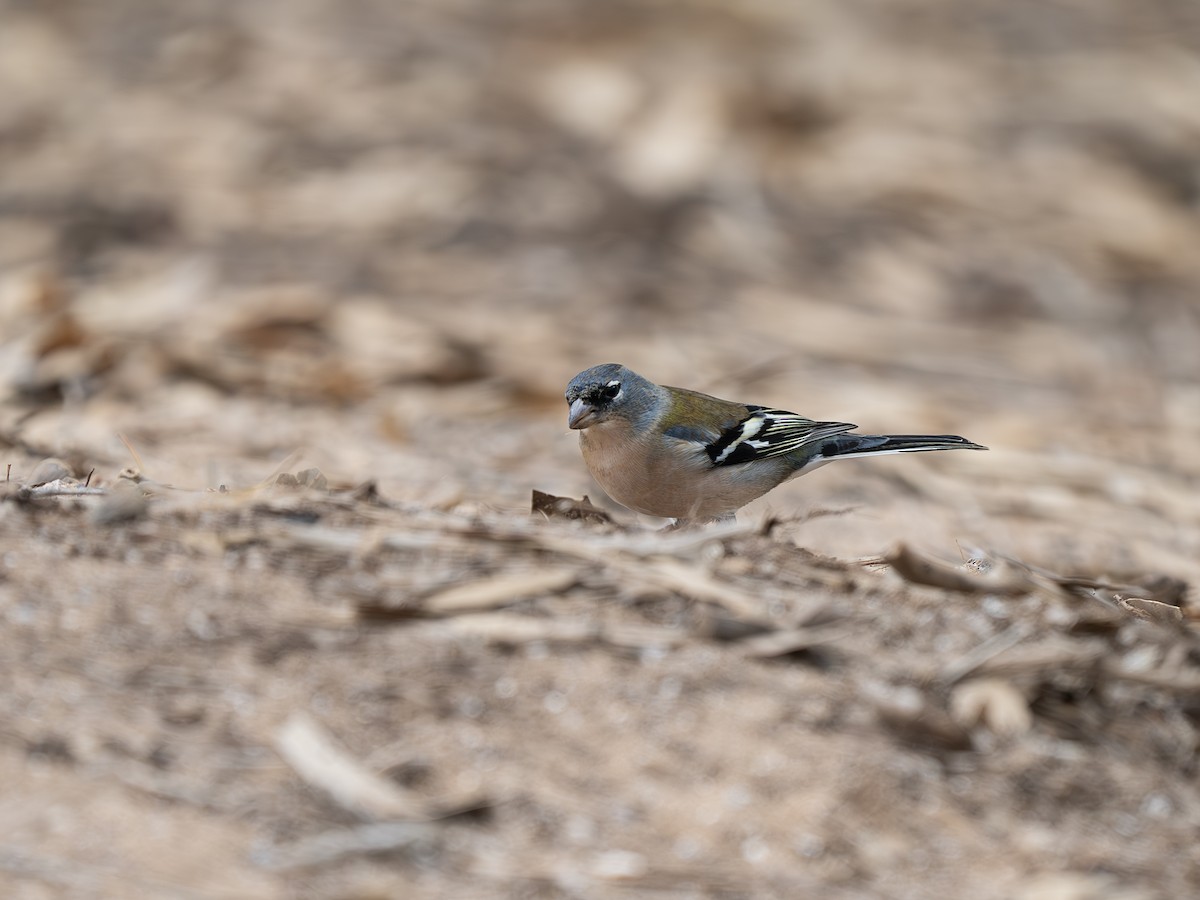 African Chaffinch - ML645778781