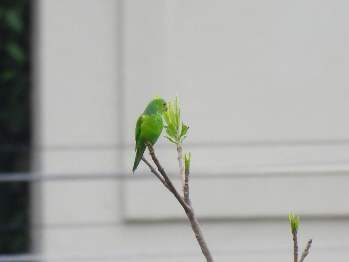 Plain Parakeet - ML645778783