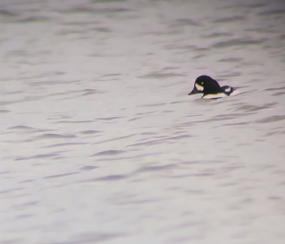 Barrow's Goldeneye - ML645778785