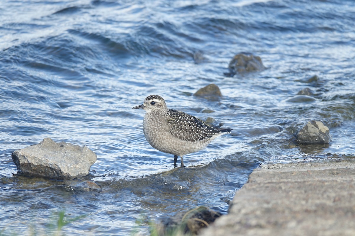American Golden-Plover - ML645778786