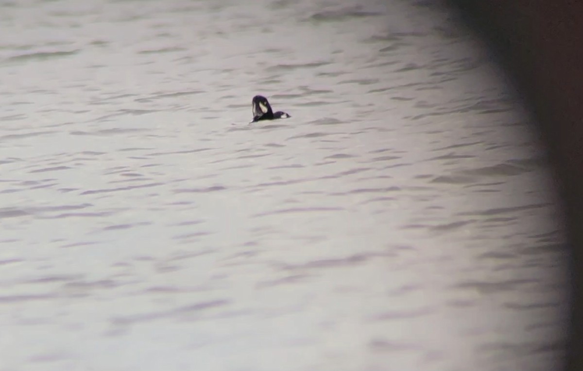 Barrow's Goldeneye - ML645778787