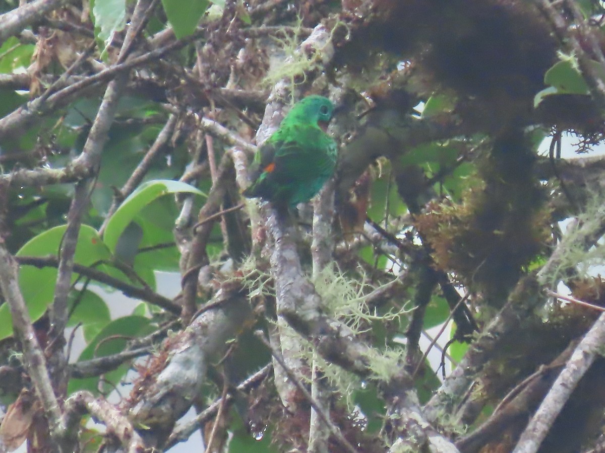 Orange-eared Tanager - ML645778788