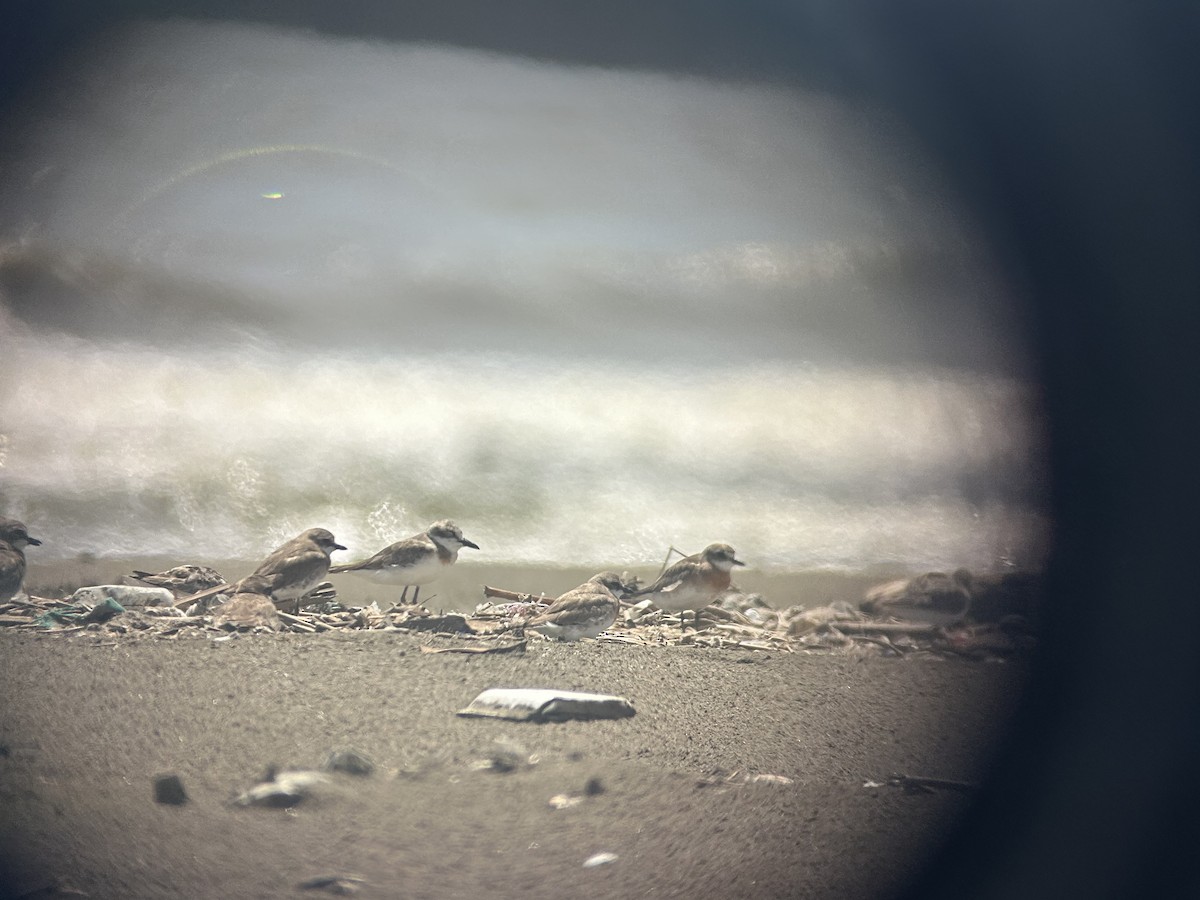 鐵嘴鴴 - ML645778789