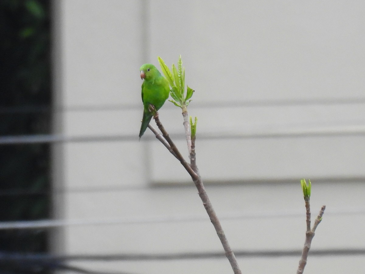 Plain Parakeet - ML645778790