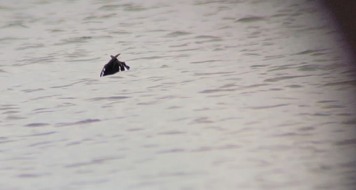 Barrow's Goldeneye - ML645778791